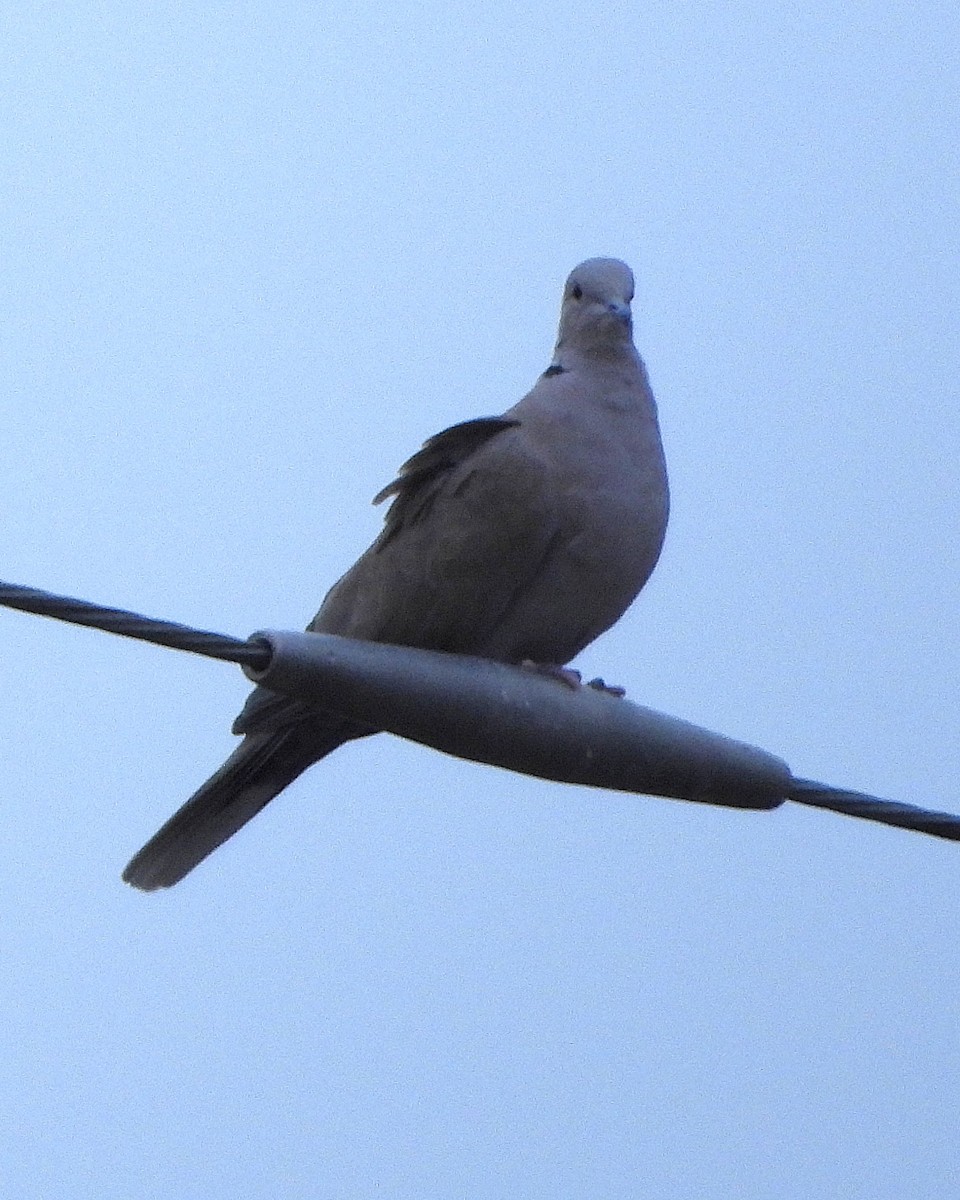 Eurasian Collared-Dove - ML644171403