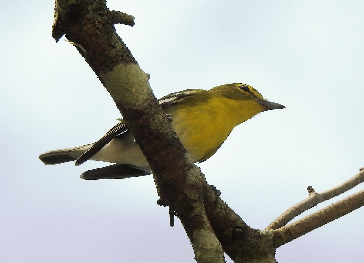 Sarı Gerdanlı Vireo - ML644171405