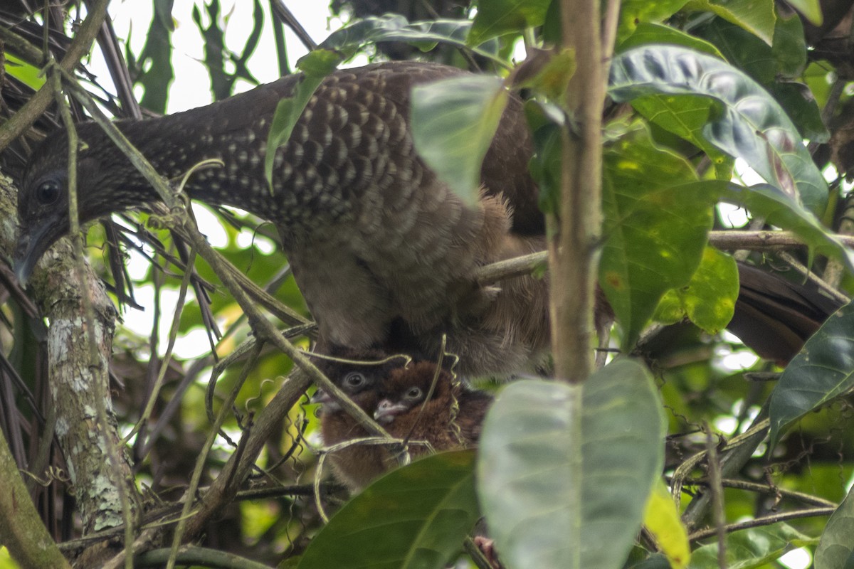 Speckled Chachalaca - ML644171417