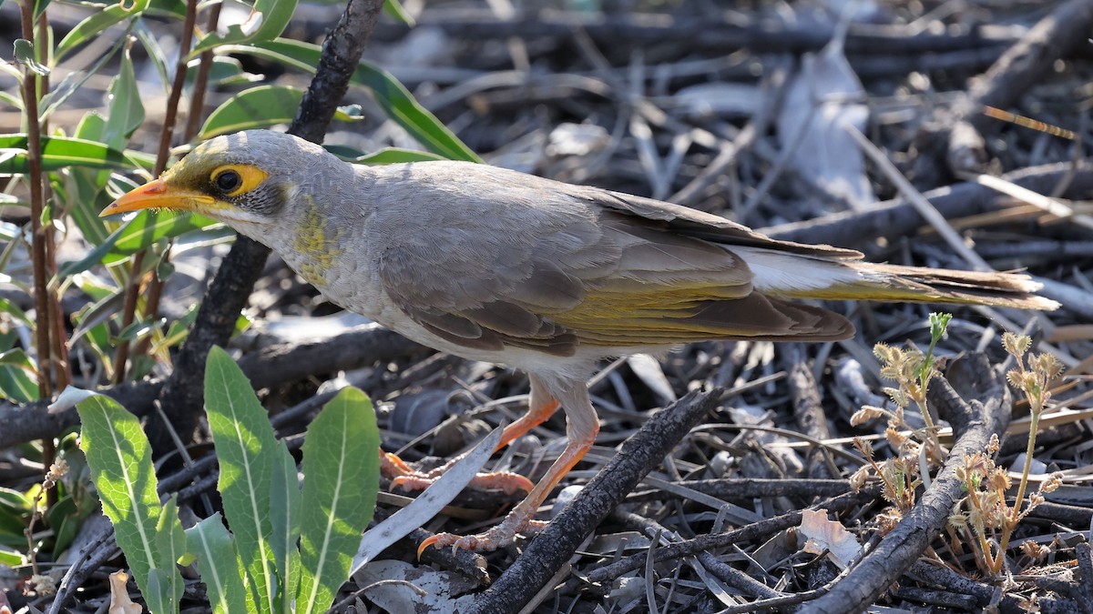 medosavka australská - ML644171418