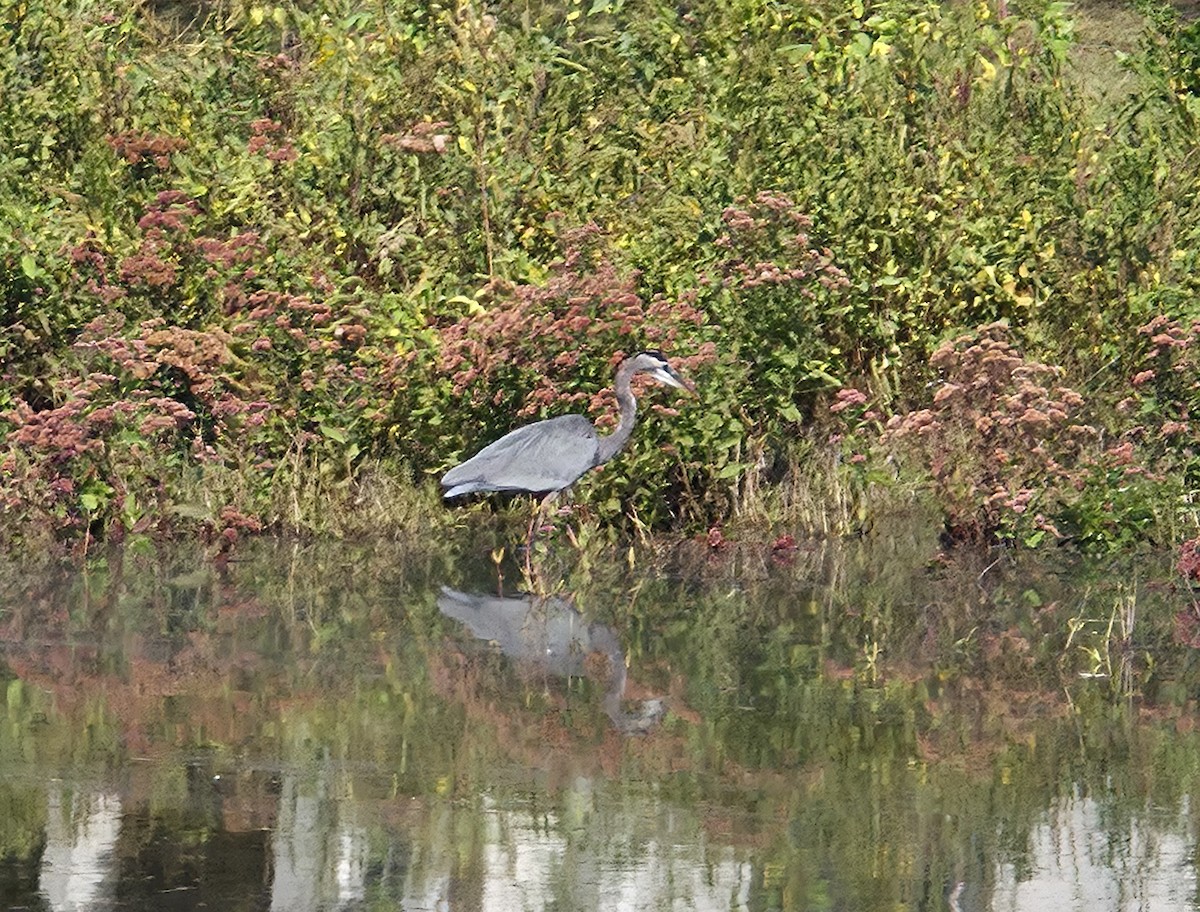 Great Blue Heron (Great Blue) - ML644171420