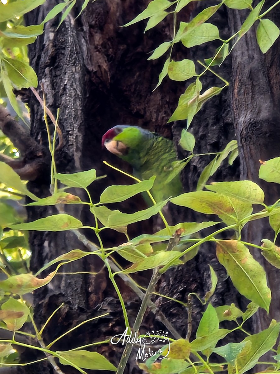 Lilac-crowned Amazon - ML644171426