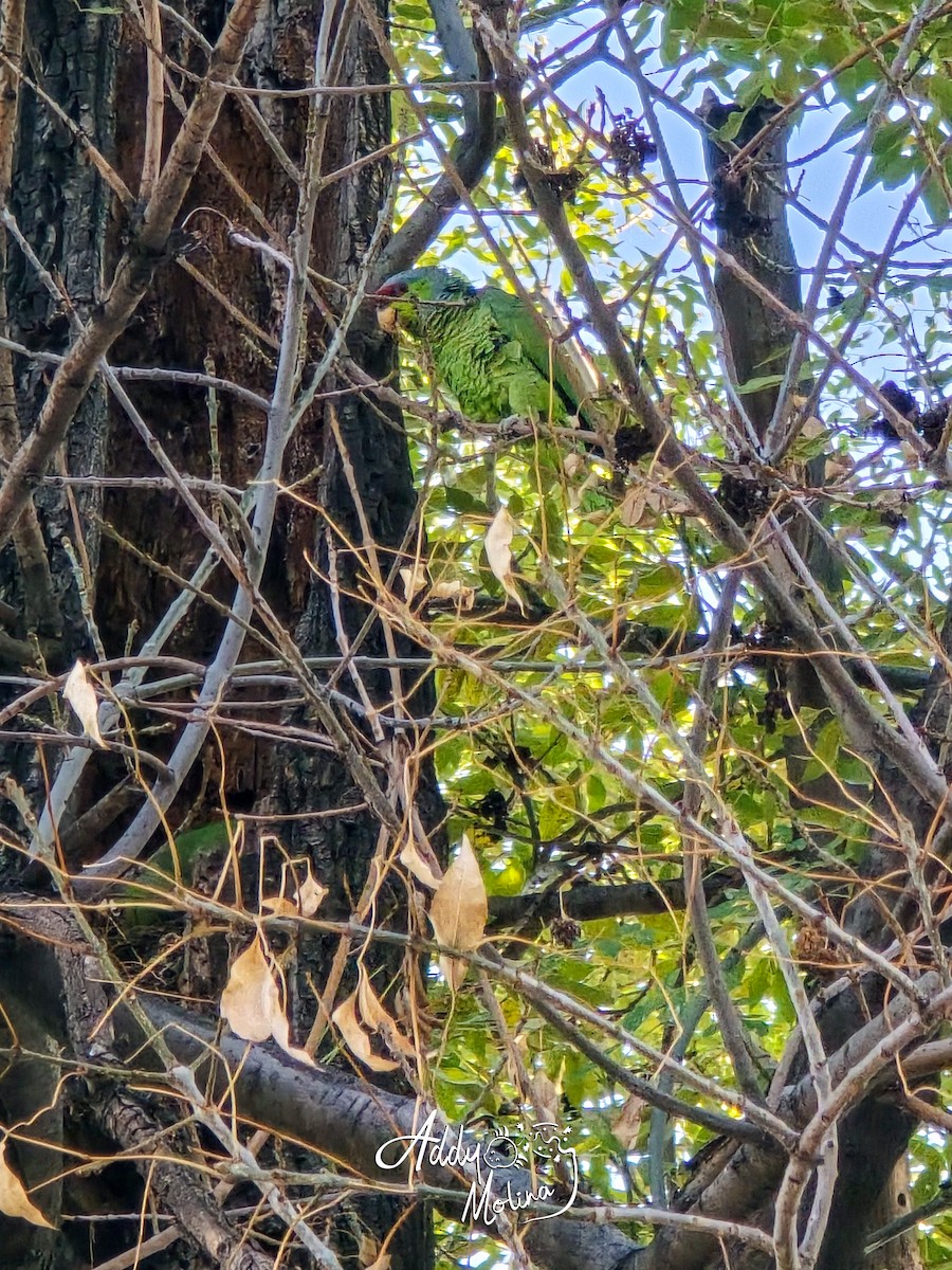 Lilac-crowned Amazon - ML644171427