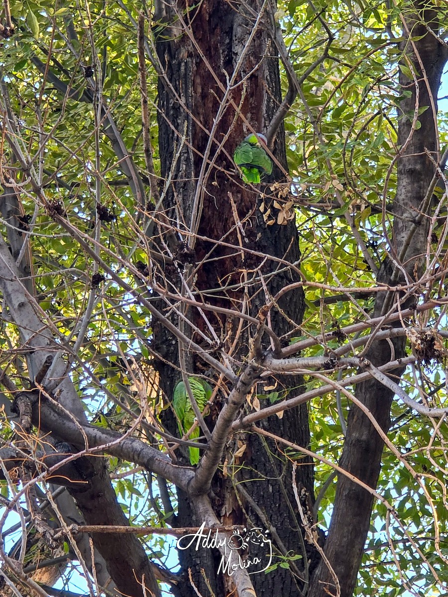 Lilac-crowned Amazon - ML644171428