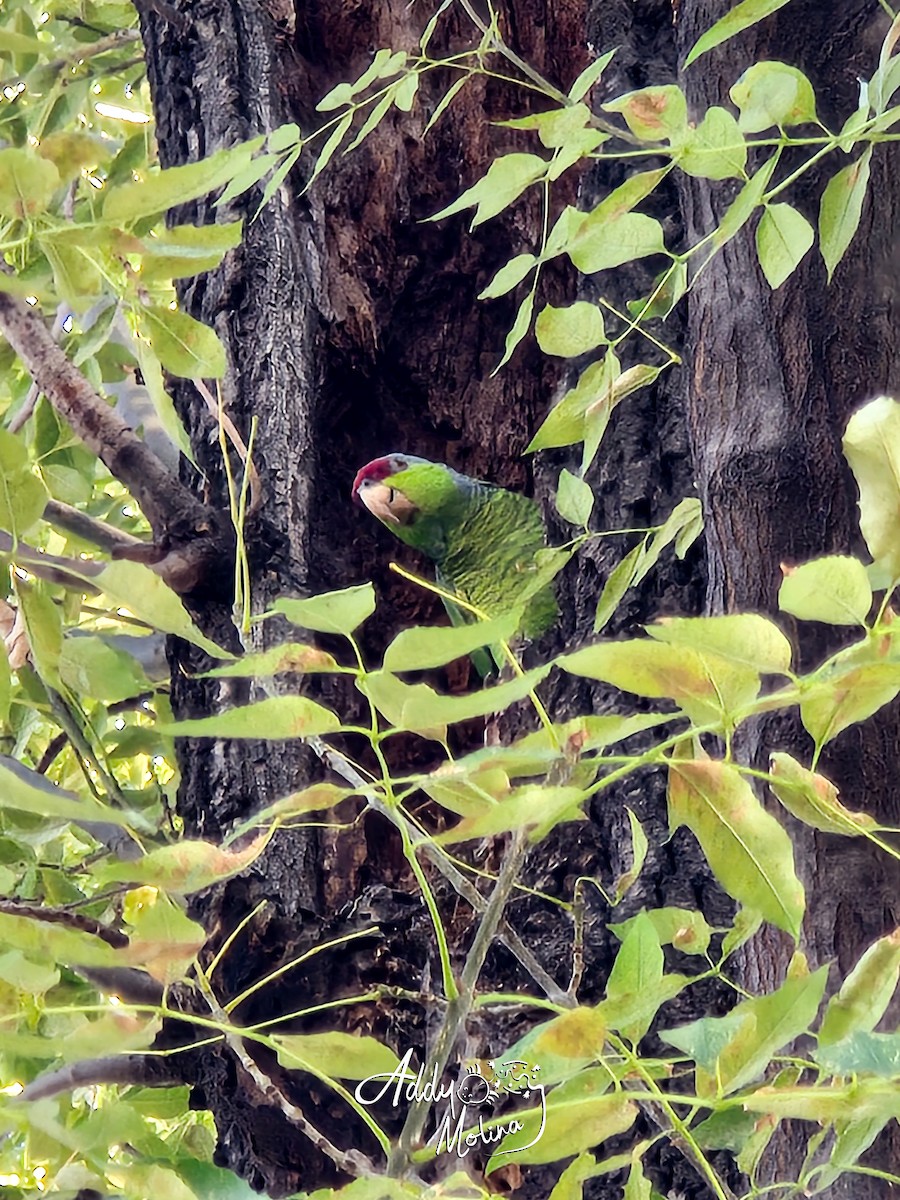 Lilac-crowned Amazon - ML644171429