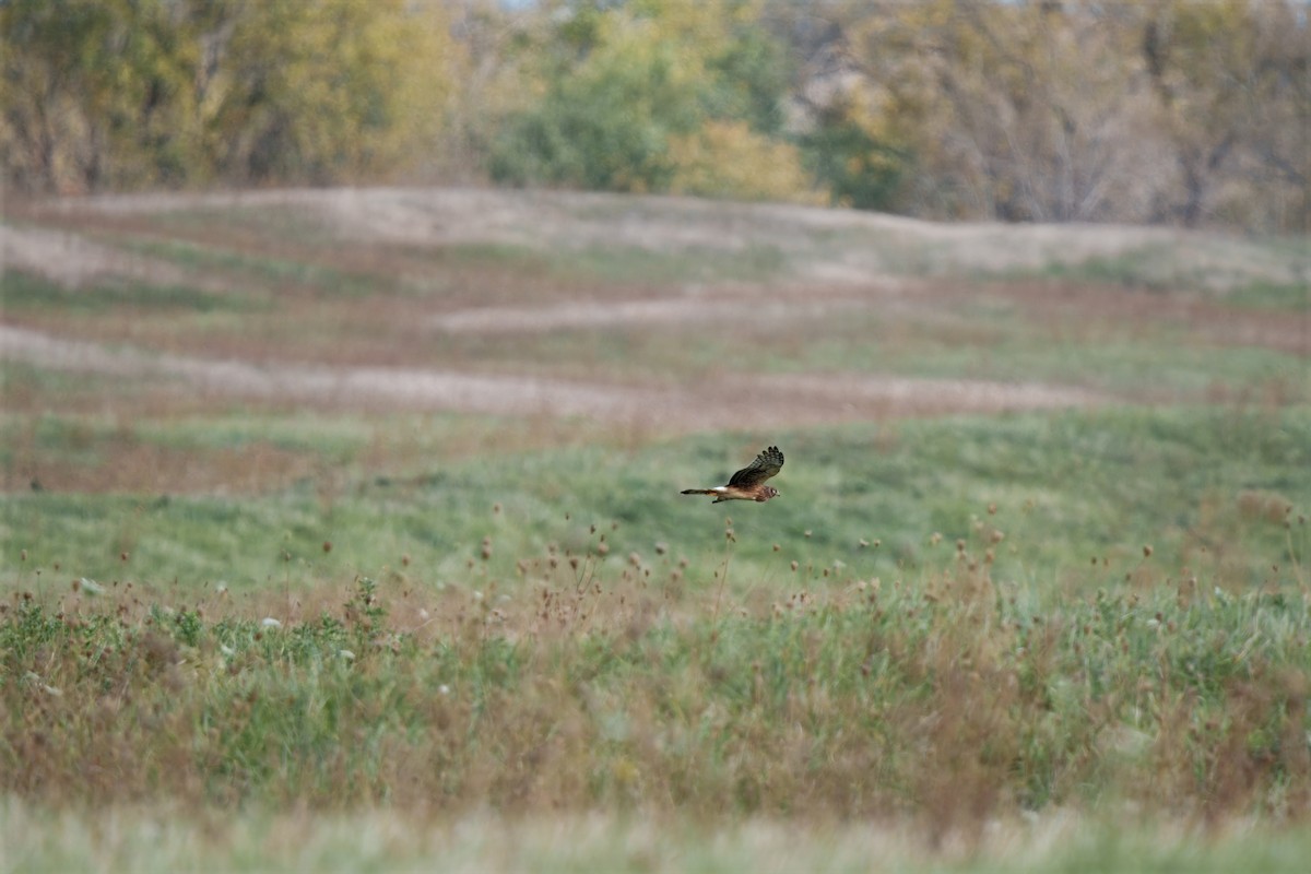 Busard des marais - ML644171430