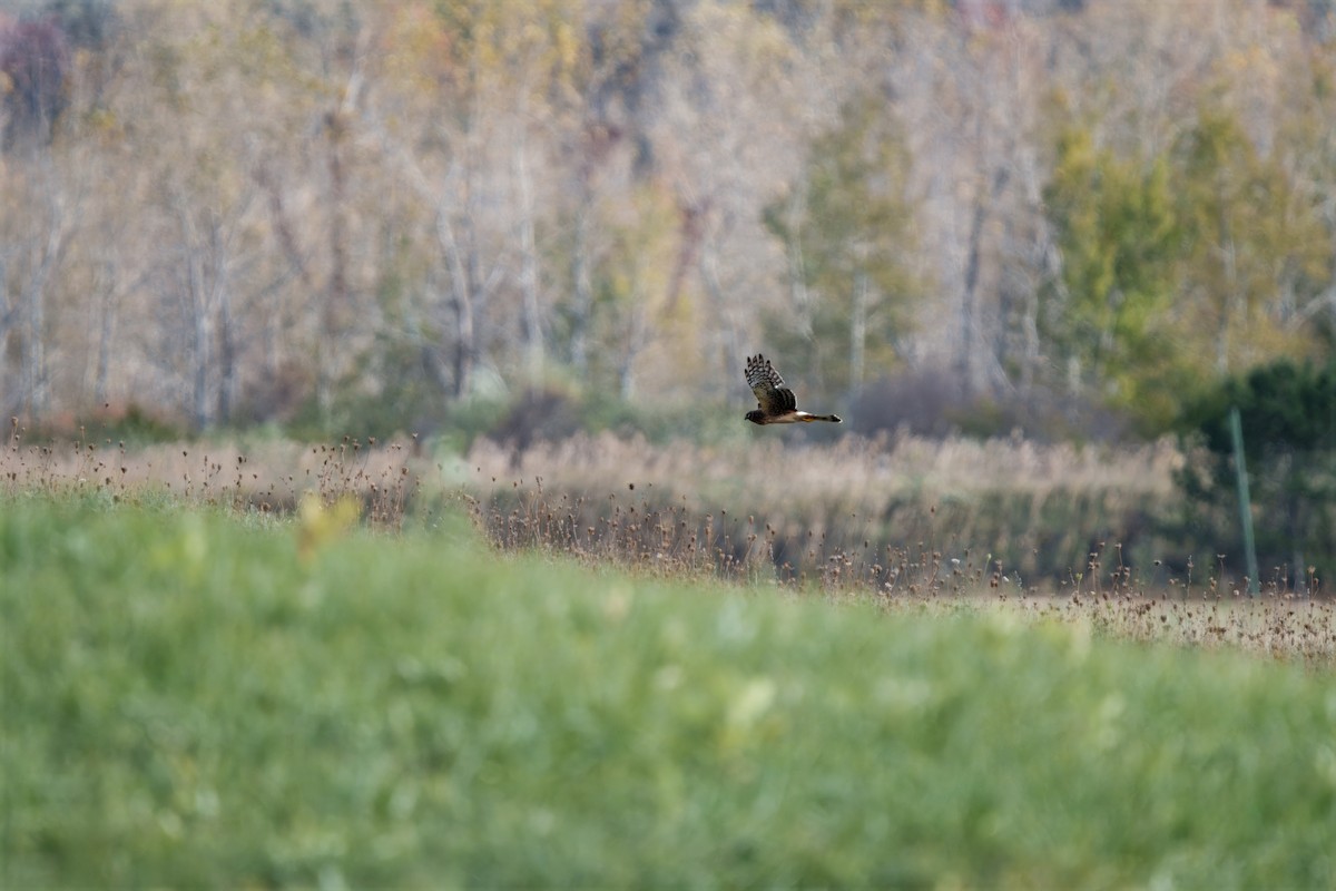 Busard des marais - ML644171431