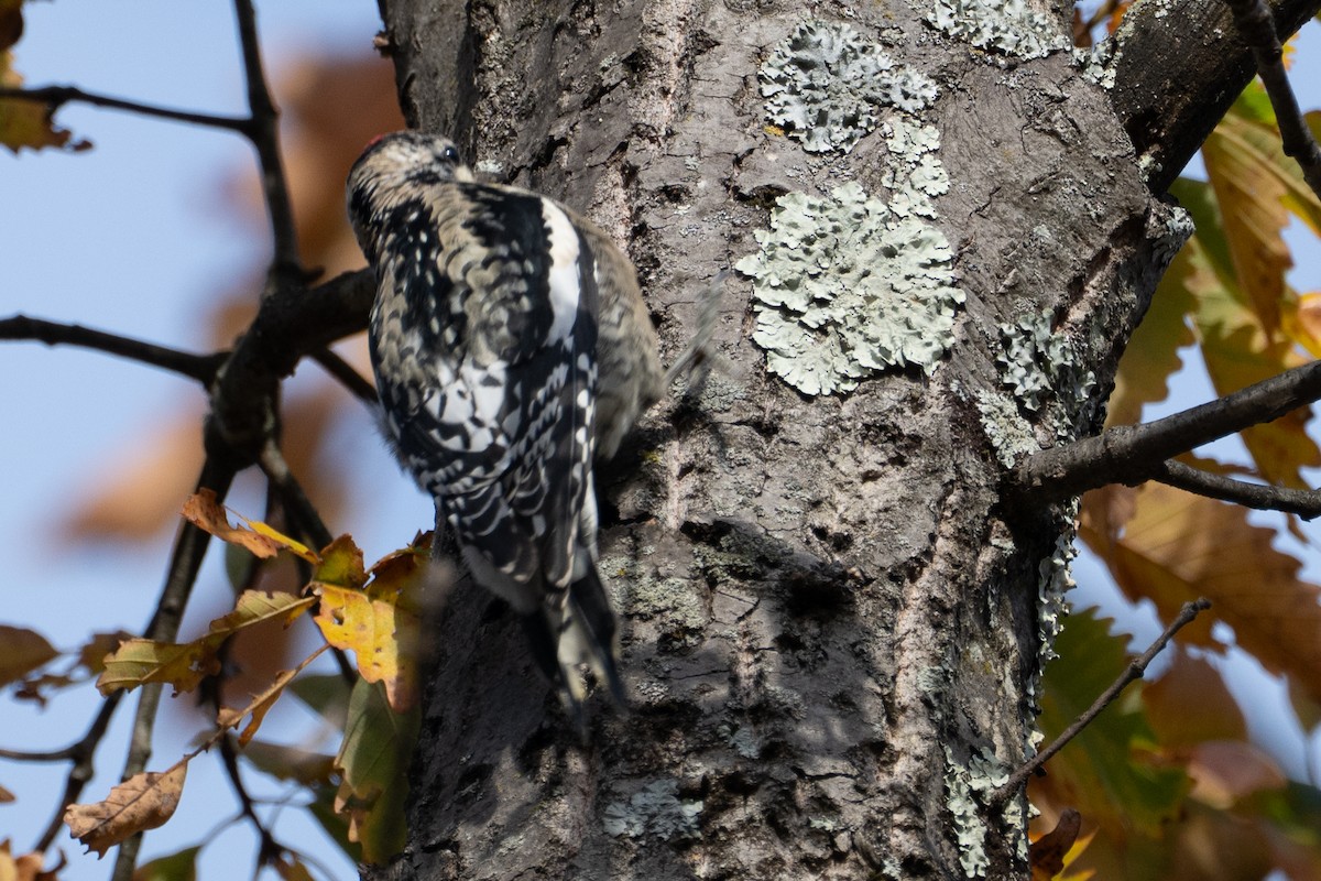 Yellow-bellied Sapsucker - ML644171432