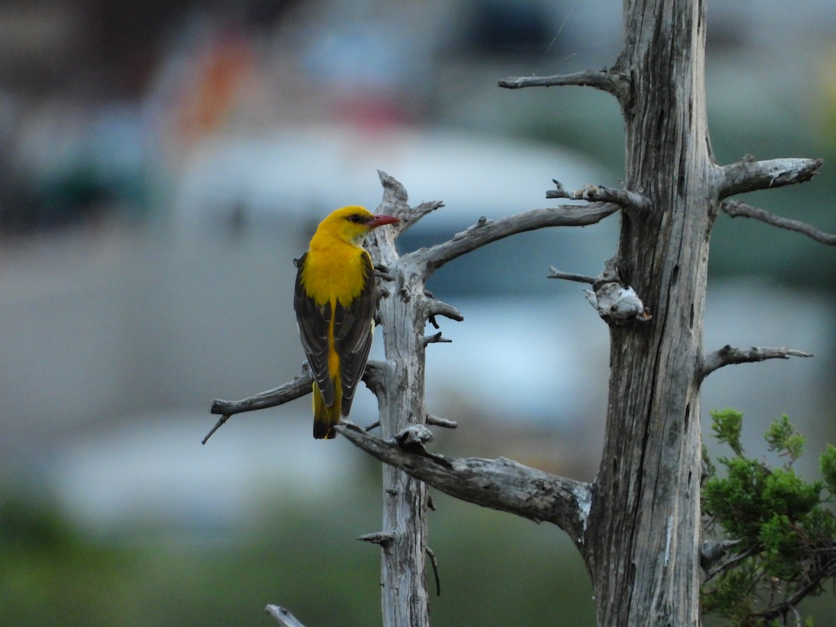 Эгэл шаргач - ML644171436