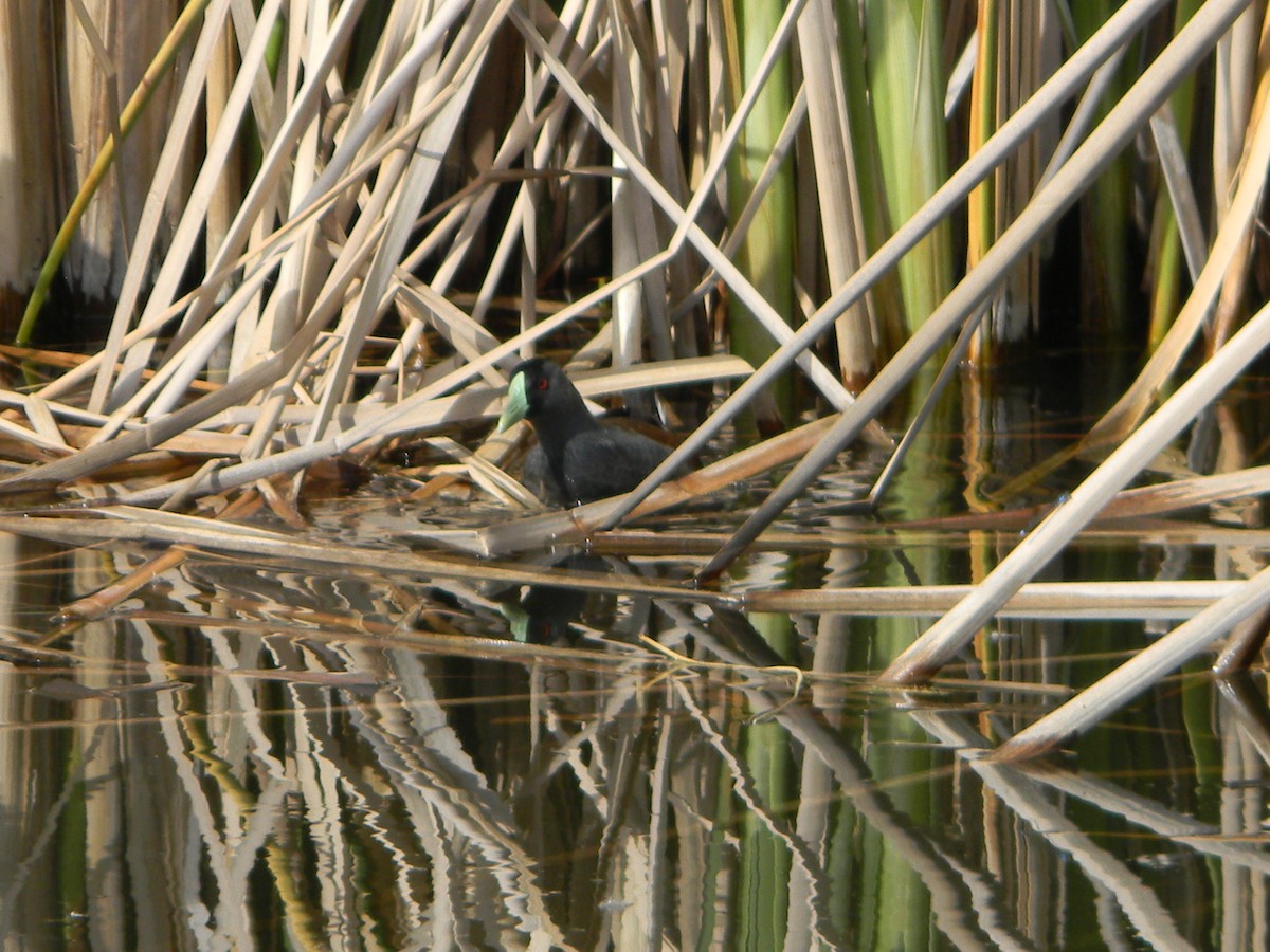 Spot-flanked Gallinule - ML644171437