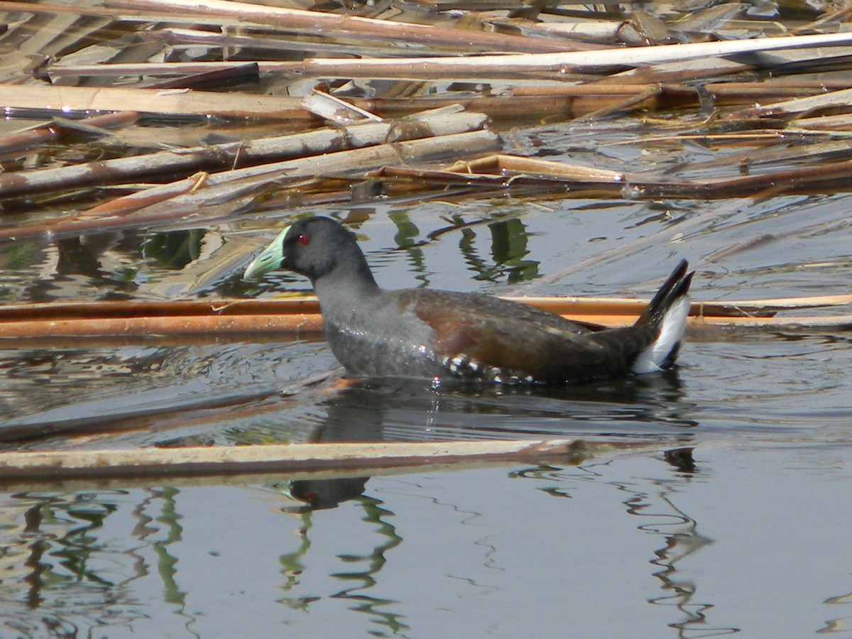 Spot-flanked Gallinule - ML644171438