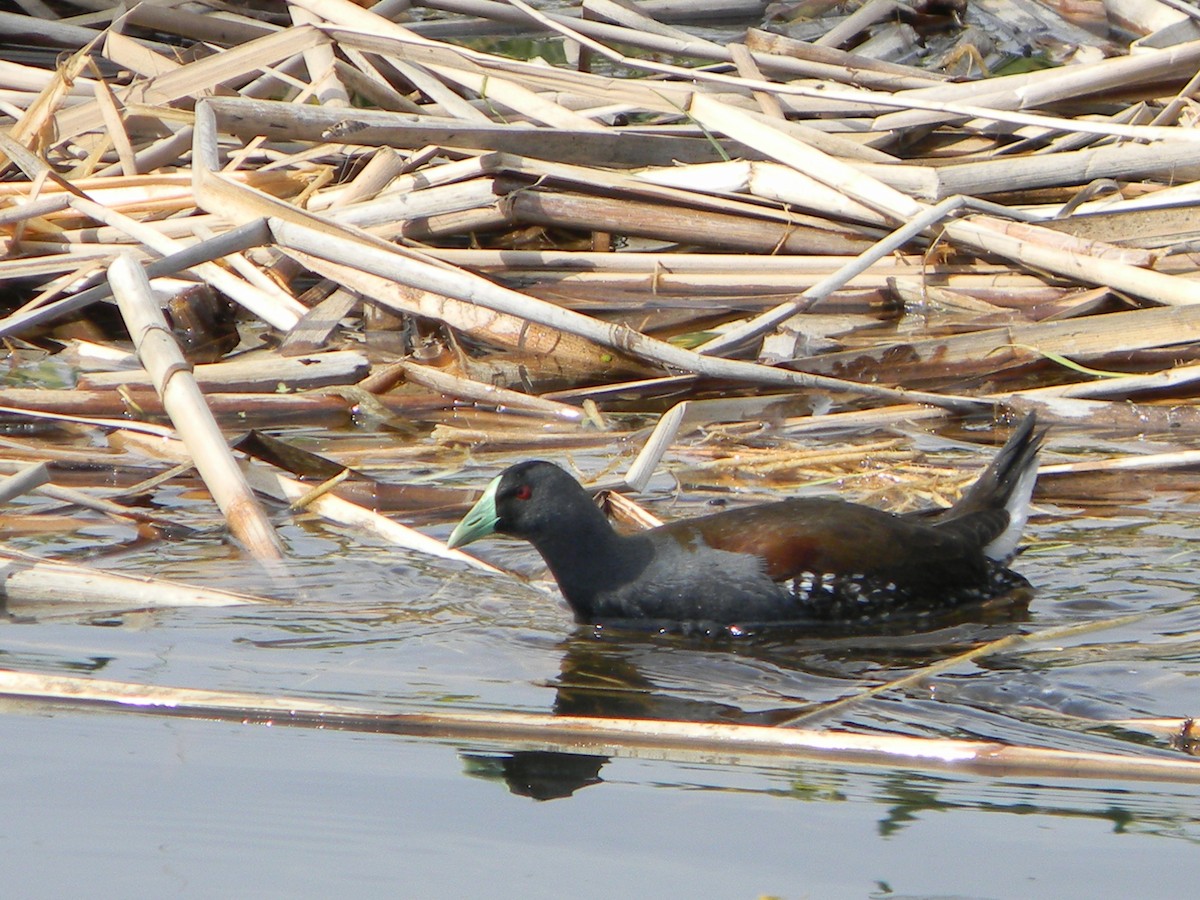 Spot-flanked Gallinule - ML644171439