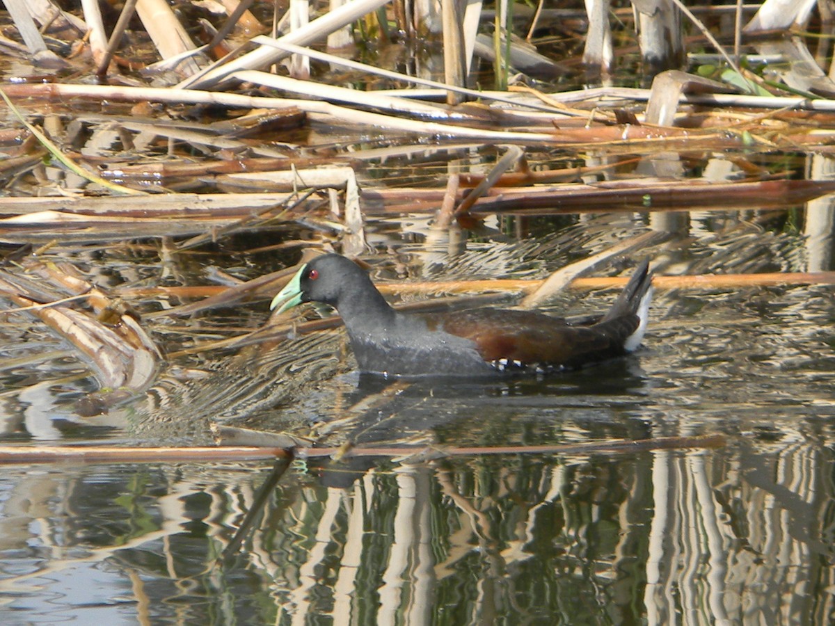 Spot-flanked Gallinule - ML644171440