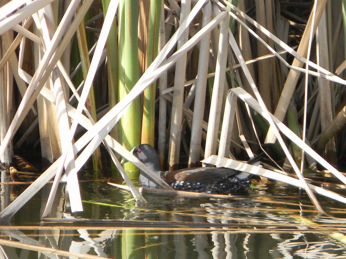 Spot-flanked Gallinule - ML644171441
