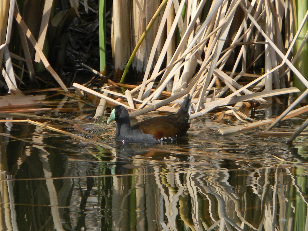 Spot-flanked Gallinule - ML644171442