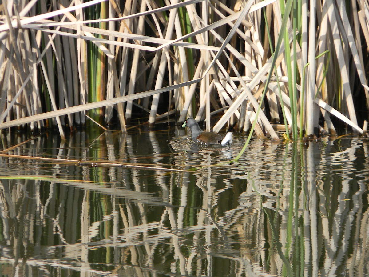 Spot-flanked Gallinule - ML644171443