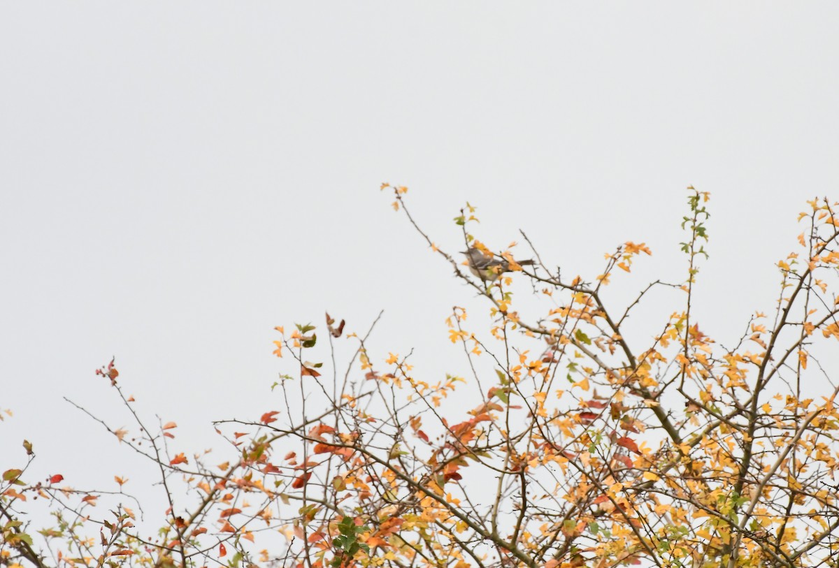 Пересмішник багатоголосий - ML644171448