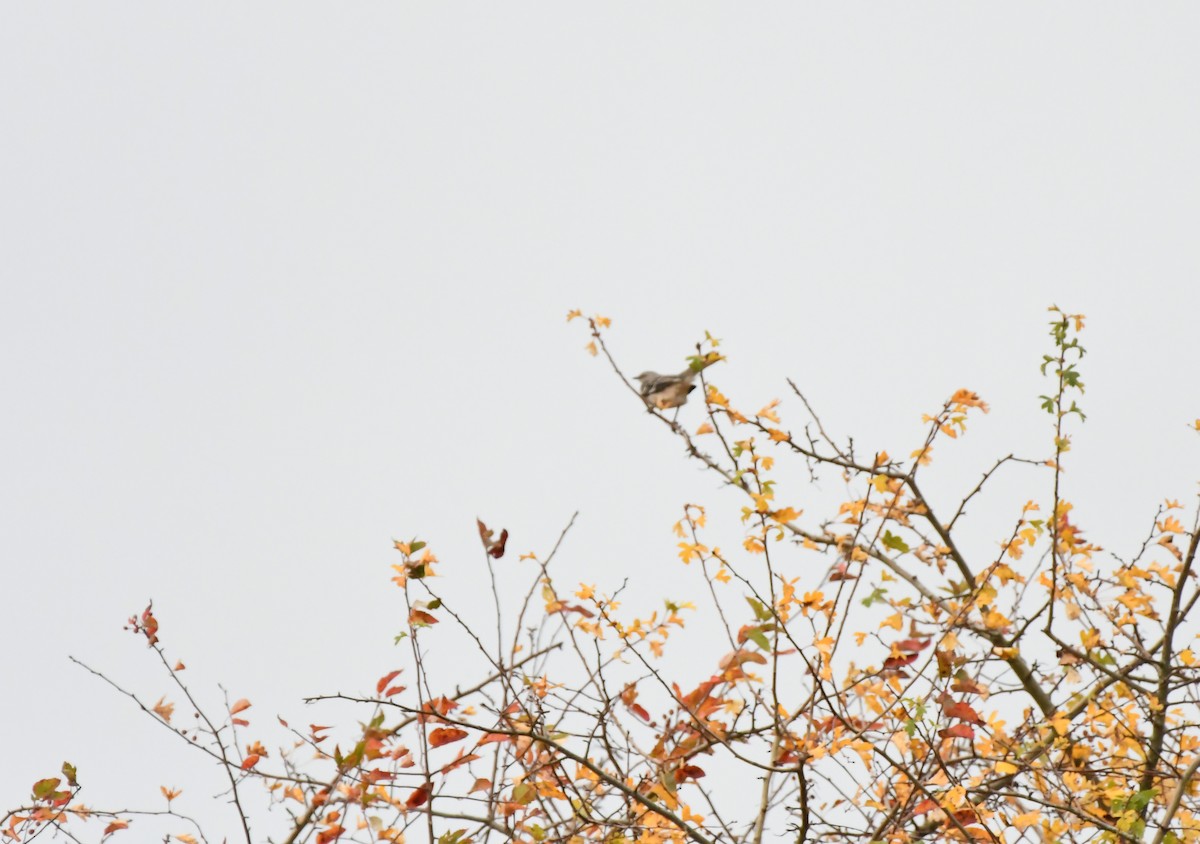 Пересмішник багатоголосий - ML644171449