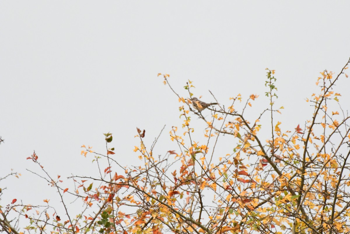 Пересмішник багатоголосий - ML644171450