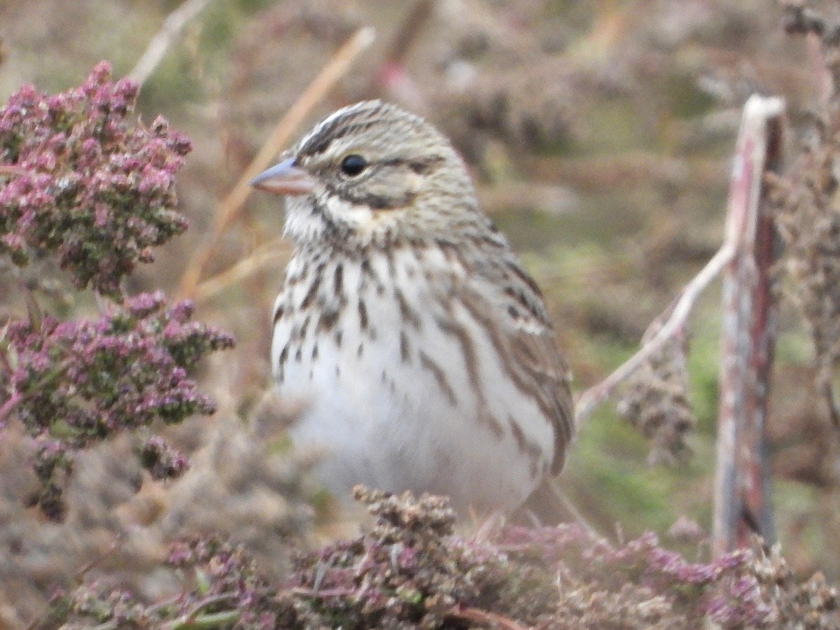 Savannah Sparrow - ML644171458