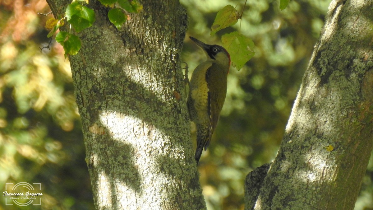 Eurasian Green Woodpecker - ML644171486