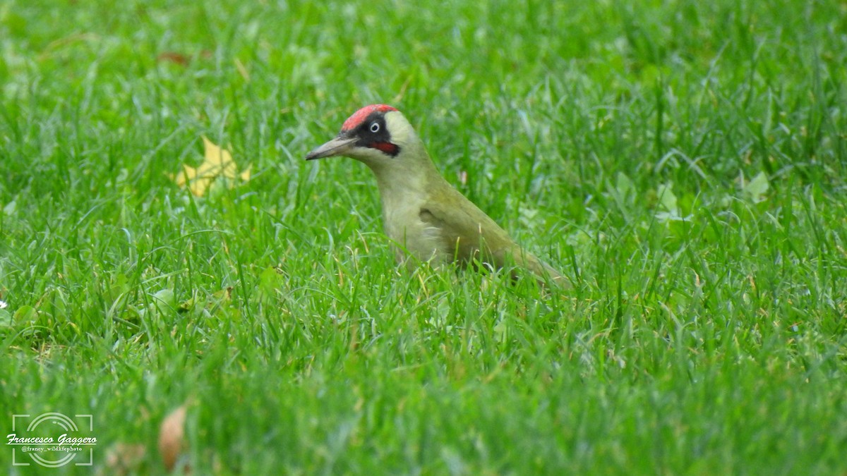 Eurasian Green Woodpecker - ML644171487
