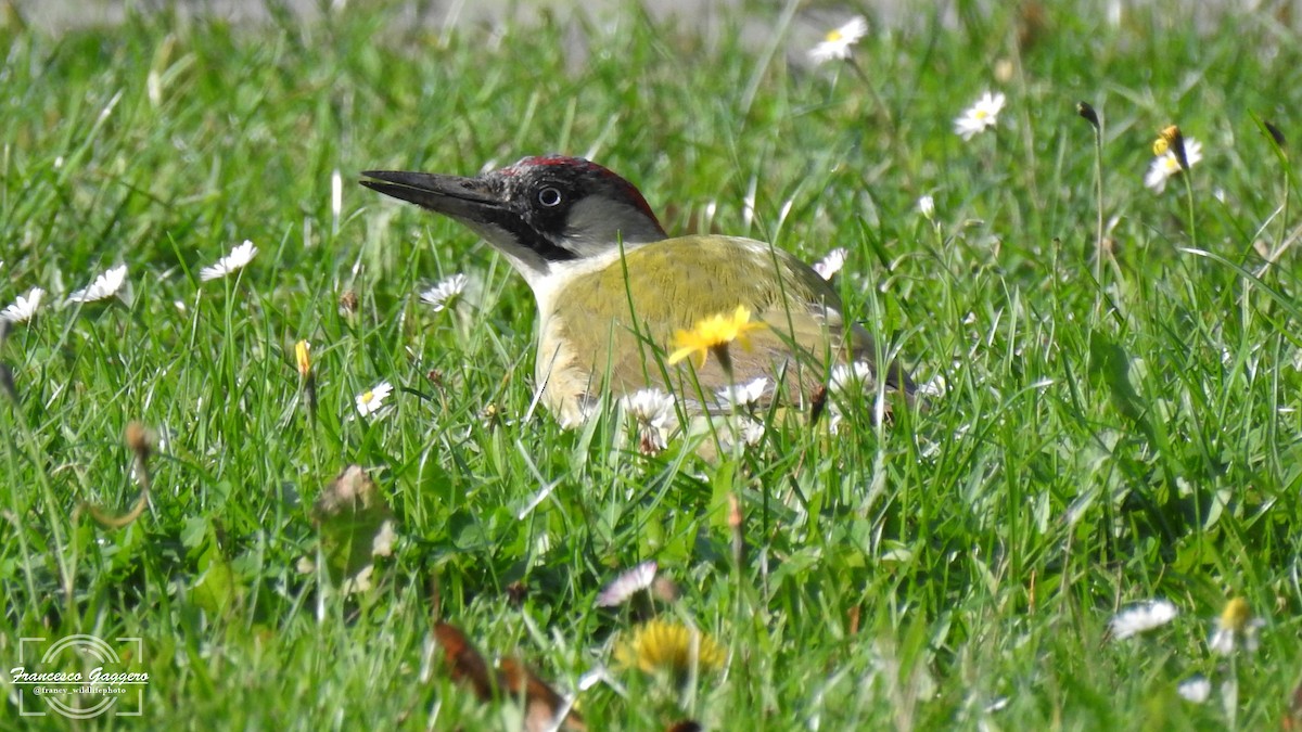 Eurasian Green Woodpecker - ML644171488