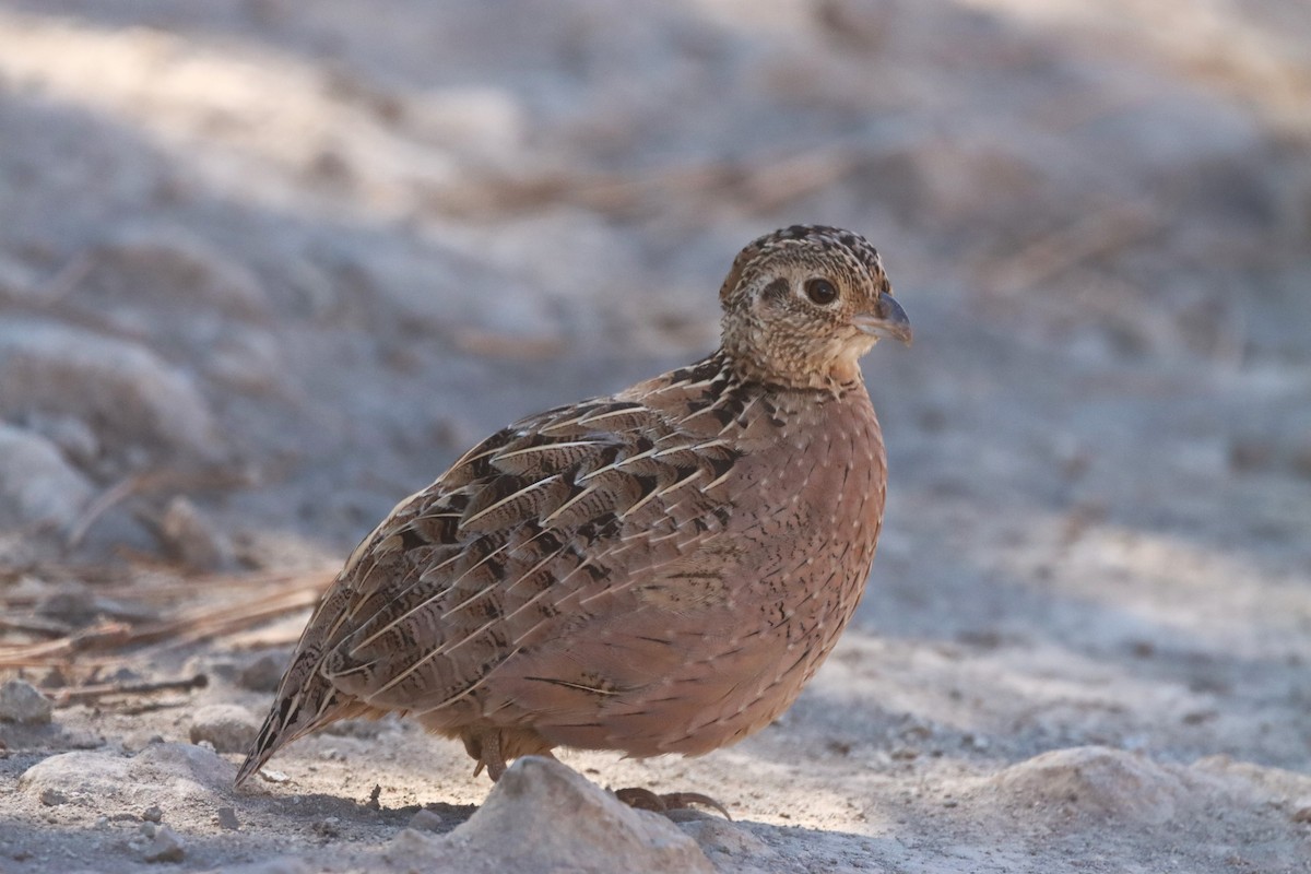 Montezuma Quail - ML644171508