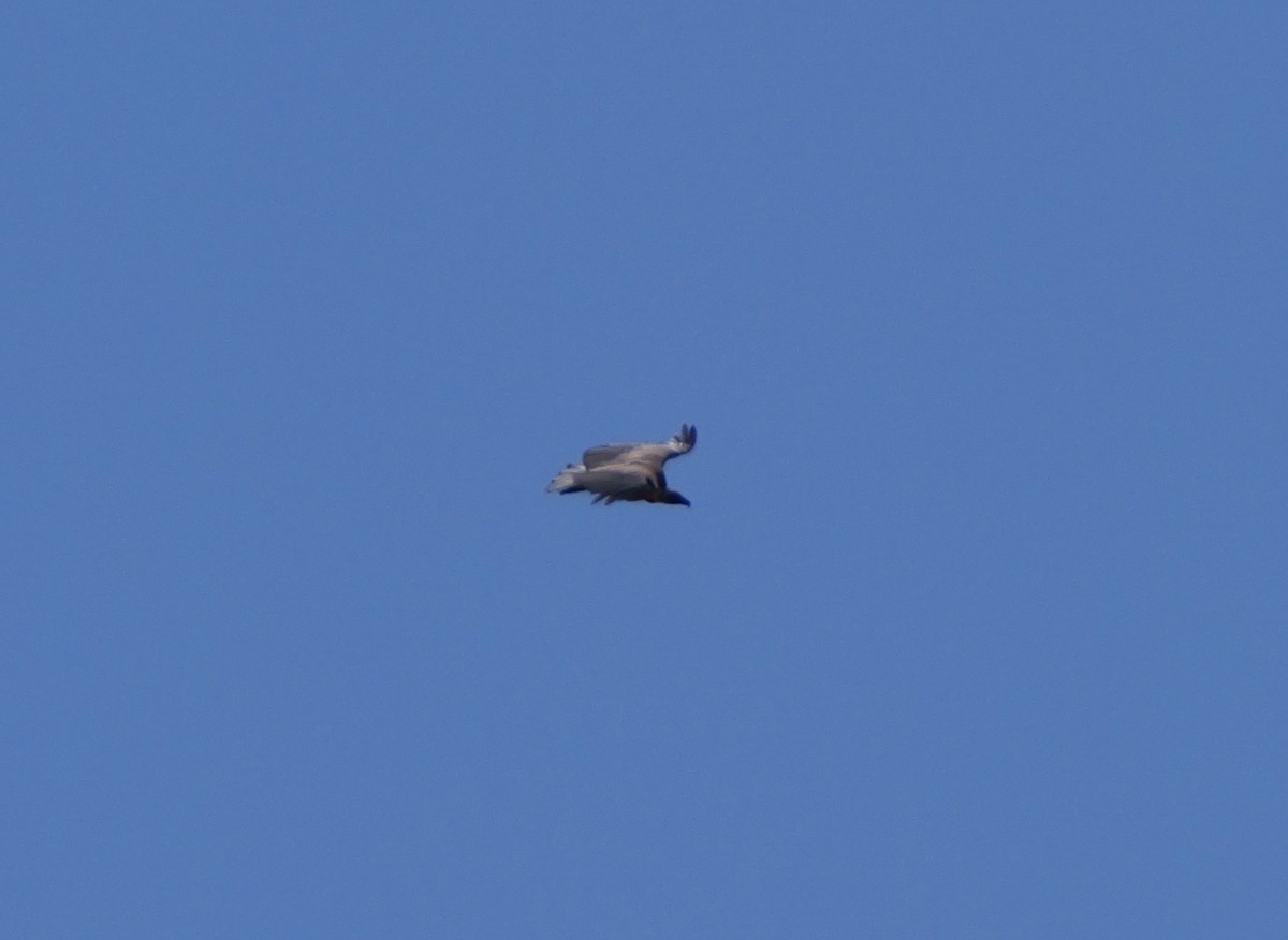 White-backed Vulture - ML644171531