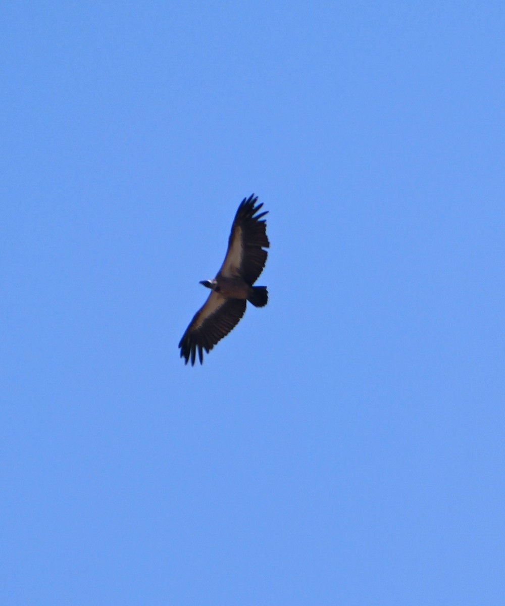 White-backed Vulture - ML644171532