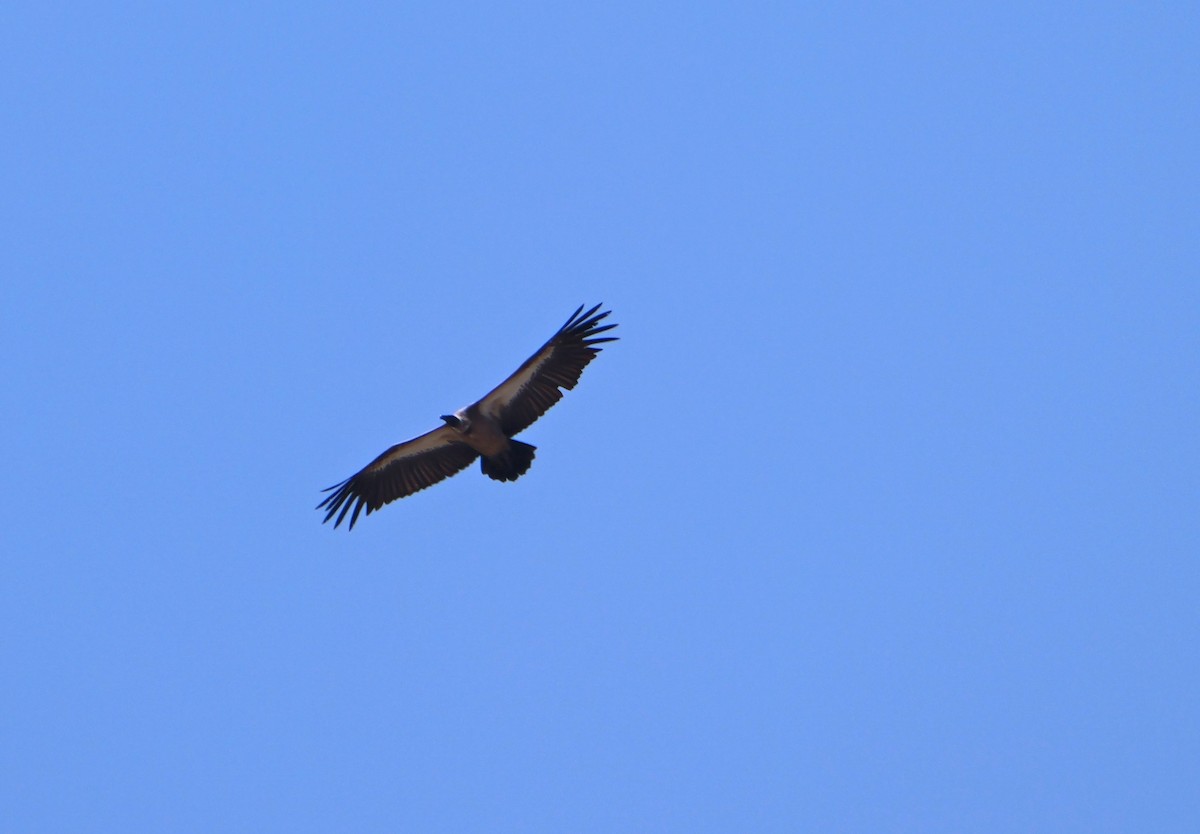 White-backed Vulture - ML644171533