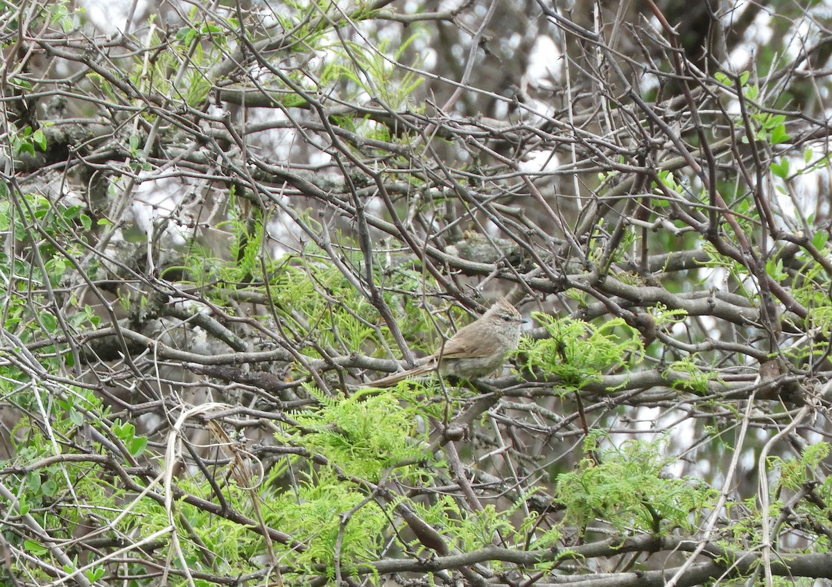 Tufted Tit-Spinetail - ML644171534