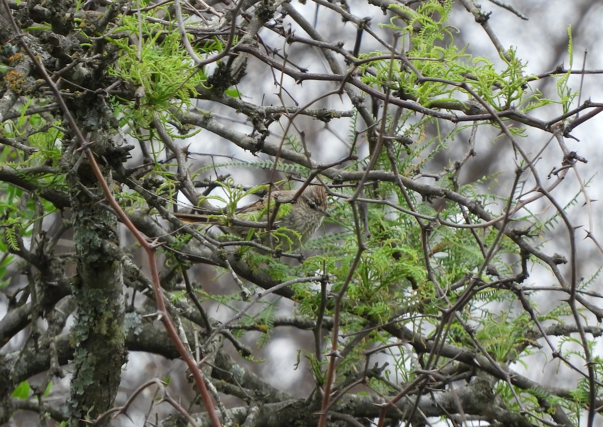 Tufted Tit-Spinetail - ML644171535