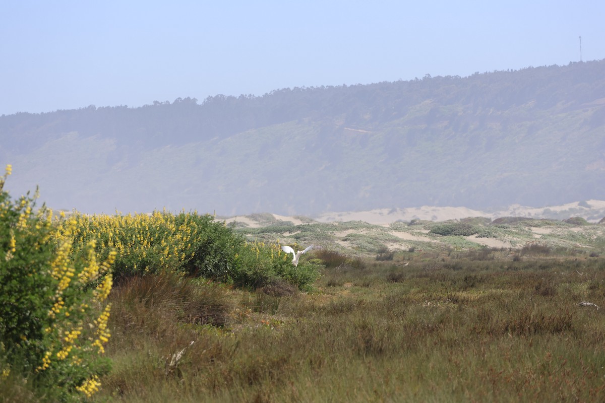 Great Egret - ML644171552