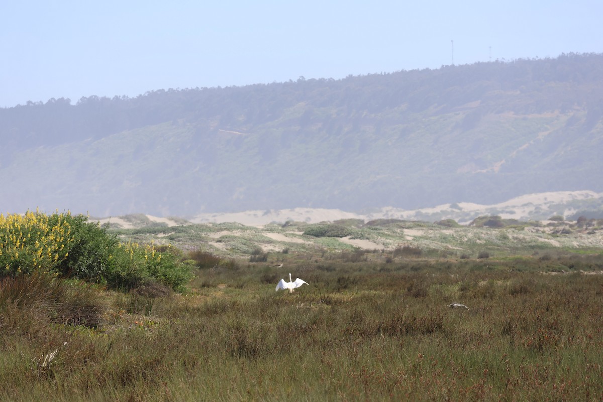 Great Egret - ML644171553