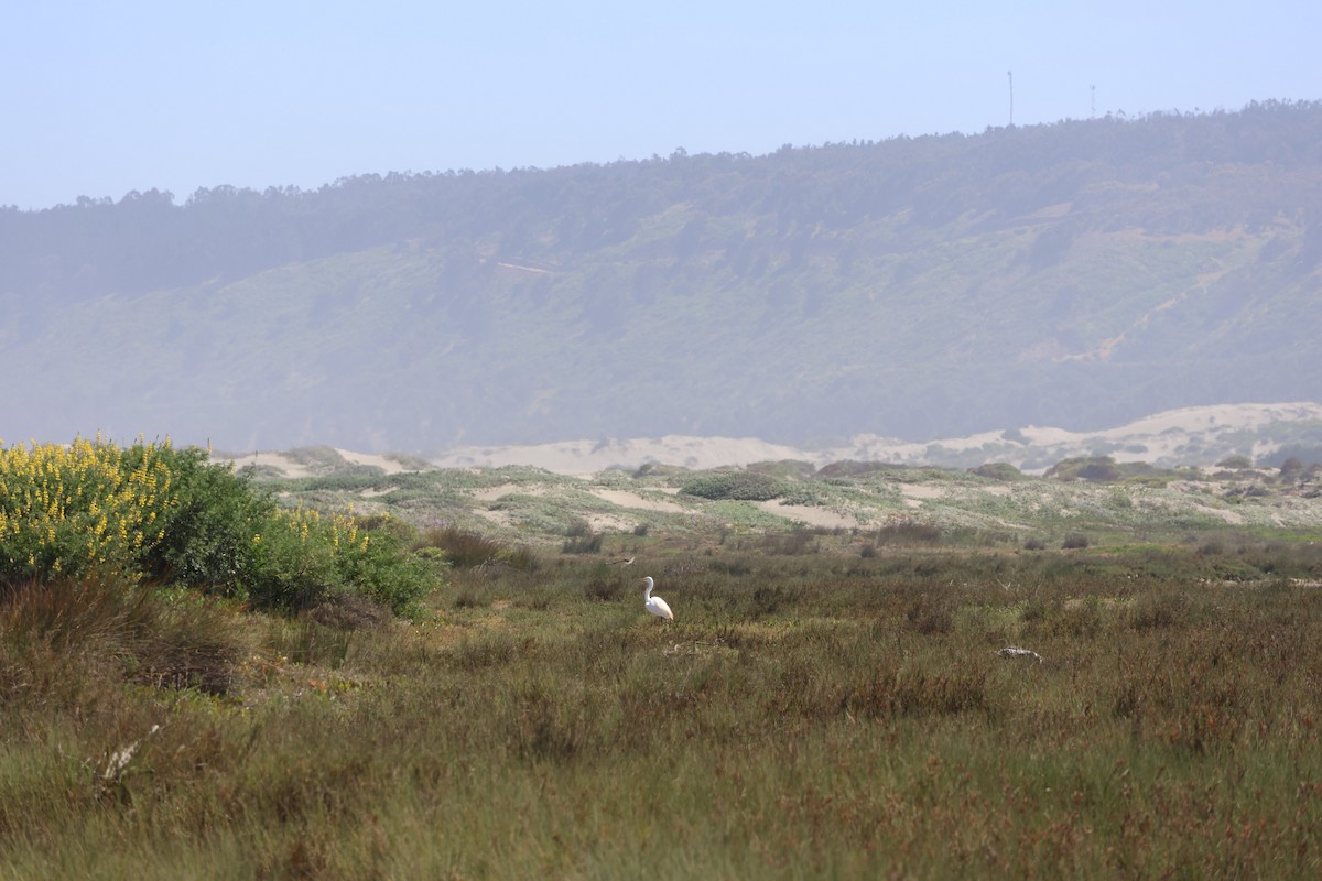 Great Egret - ML644171554