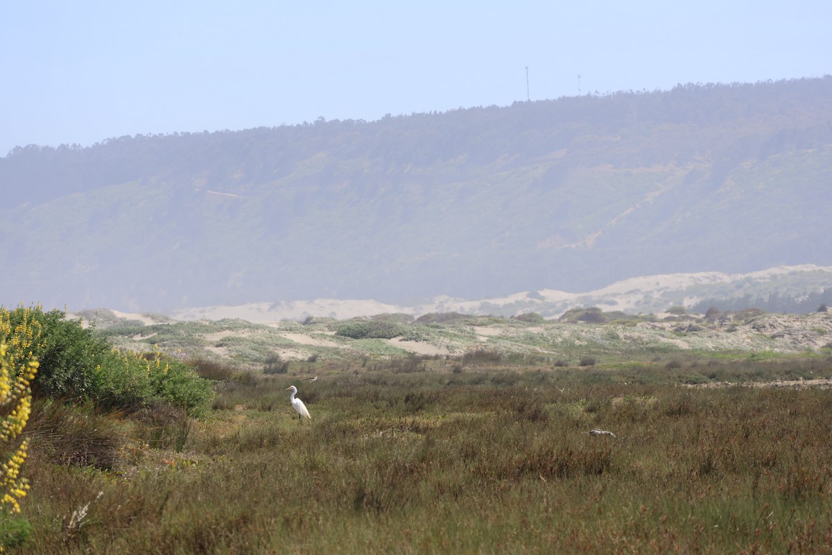 Great Egret - ML644171555