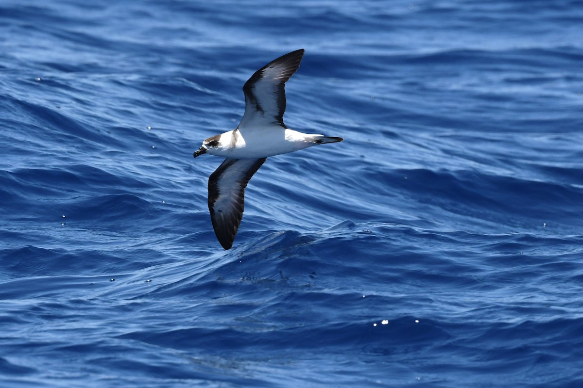 Pétrel diablotin - ML644171563