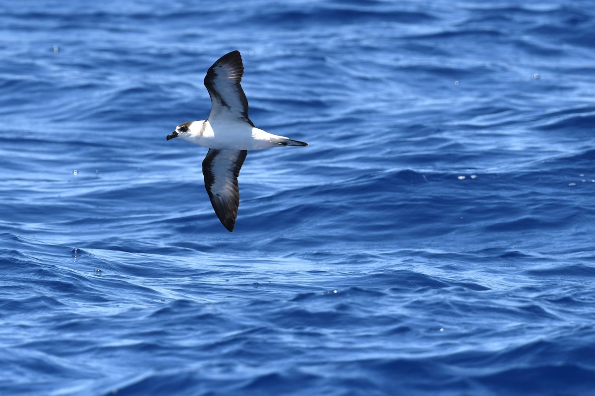 Pétrel diablotin - ML644171564