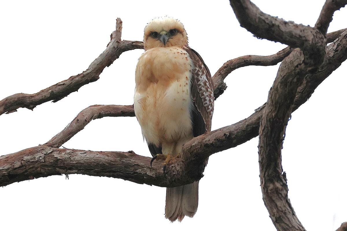 Hawaiian Hawk - ML644171569