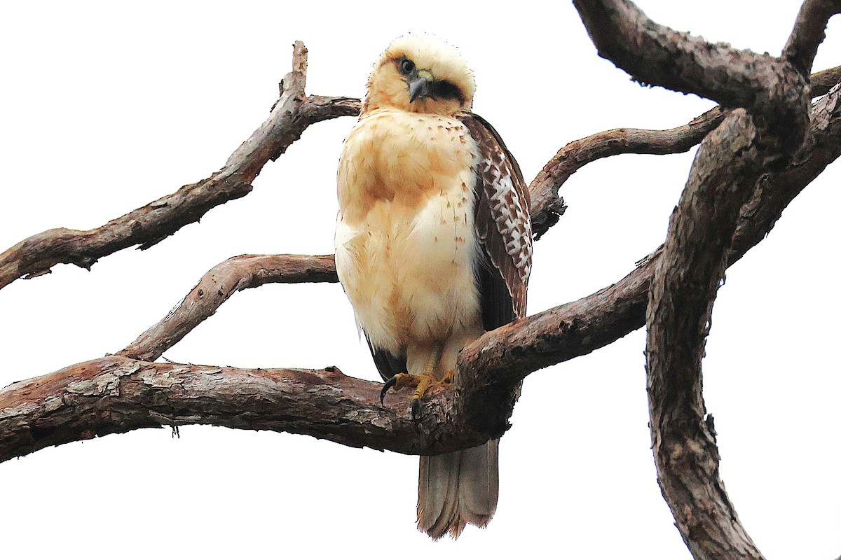 Hawaiian Hawk - ML644171570