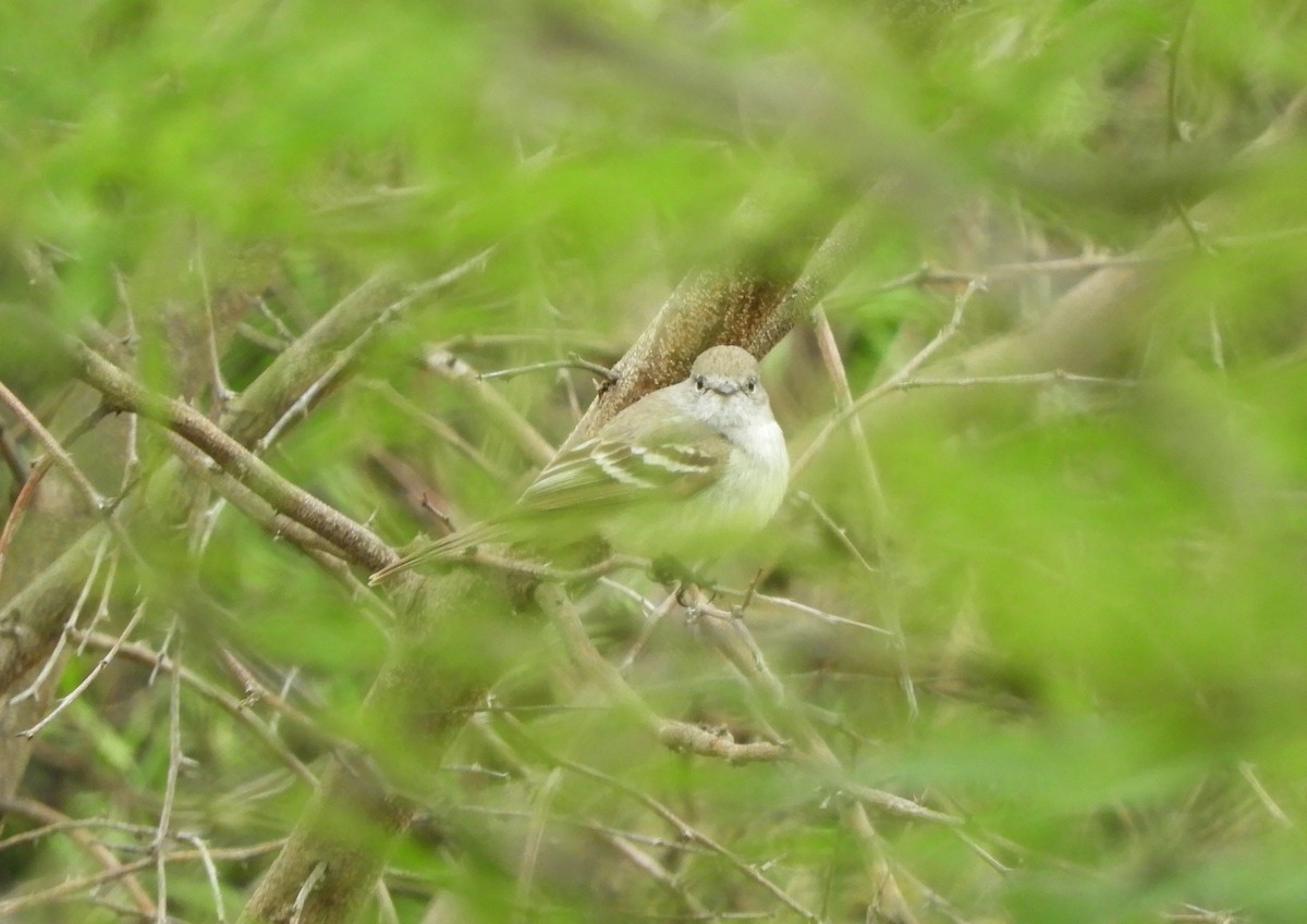 Southern Scrub-Flycatcher - ML644171578