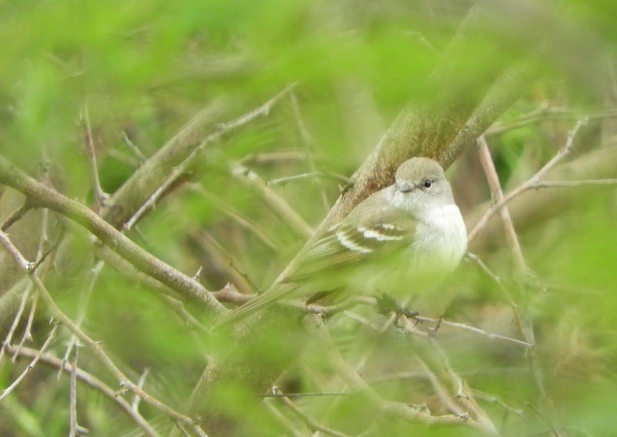 Southern Scrub-Flycatcher - ML644171579