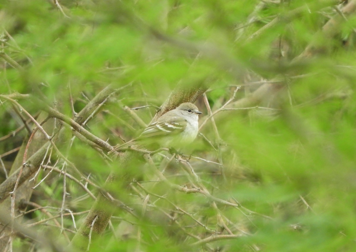 Southern Scrub-Flycatcher - ML644171580