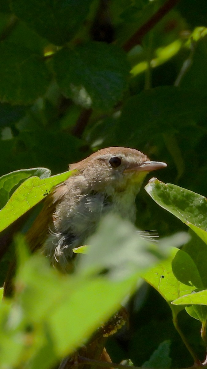 Errekatxindorra - ML644171585