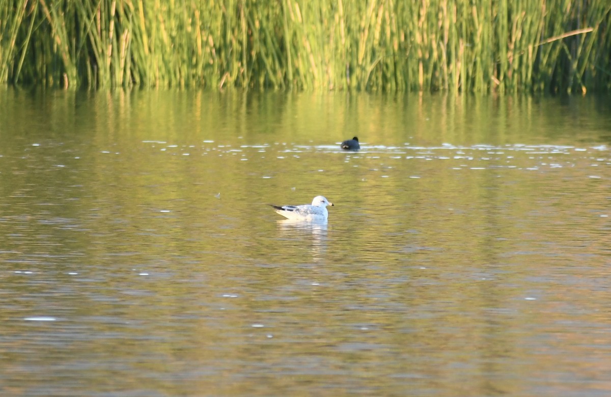 Ring-billed Gull - ML644171605