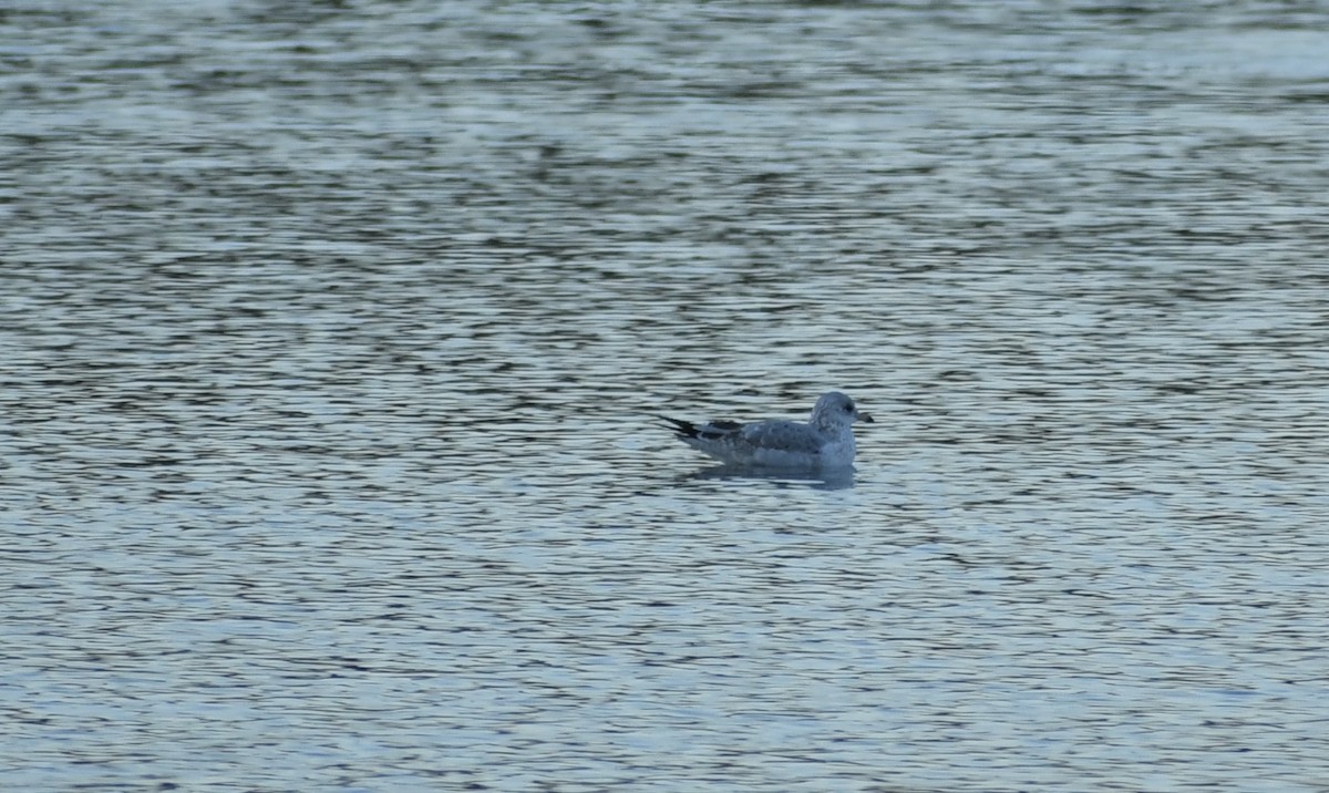 Ring-billed Gull - ML644171606