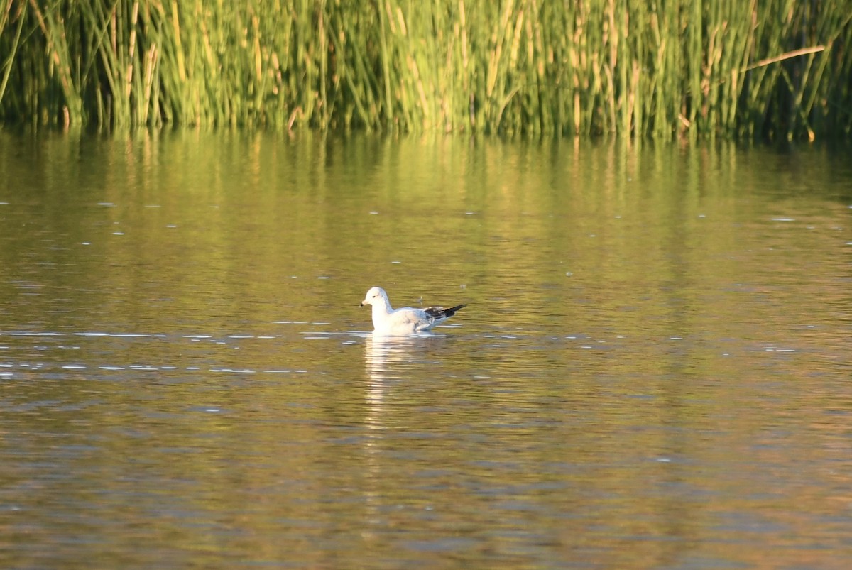 Ring-billed Gull - ML644171607