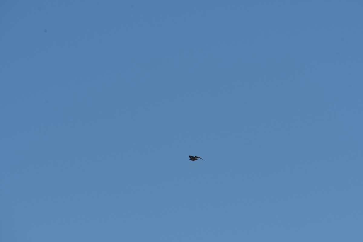 Ring-billed Gull - ML644171608