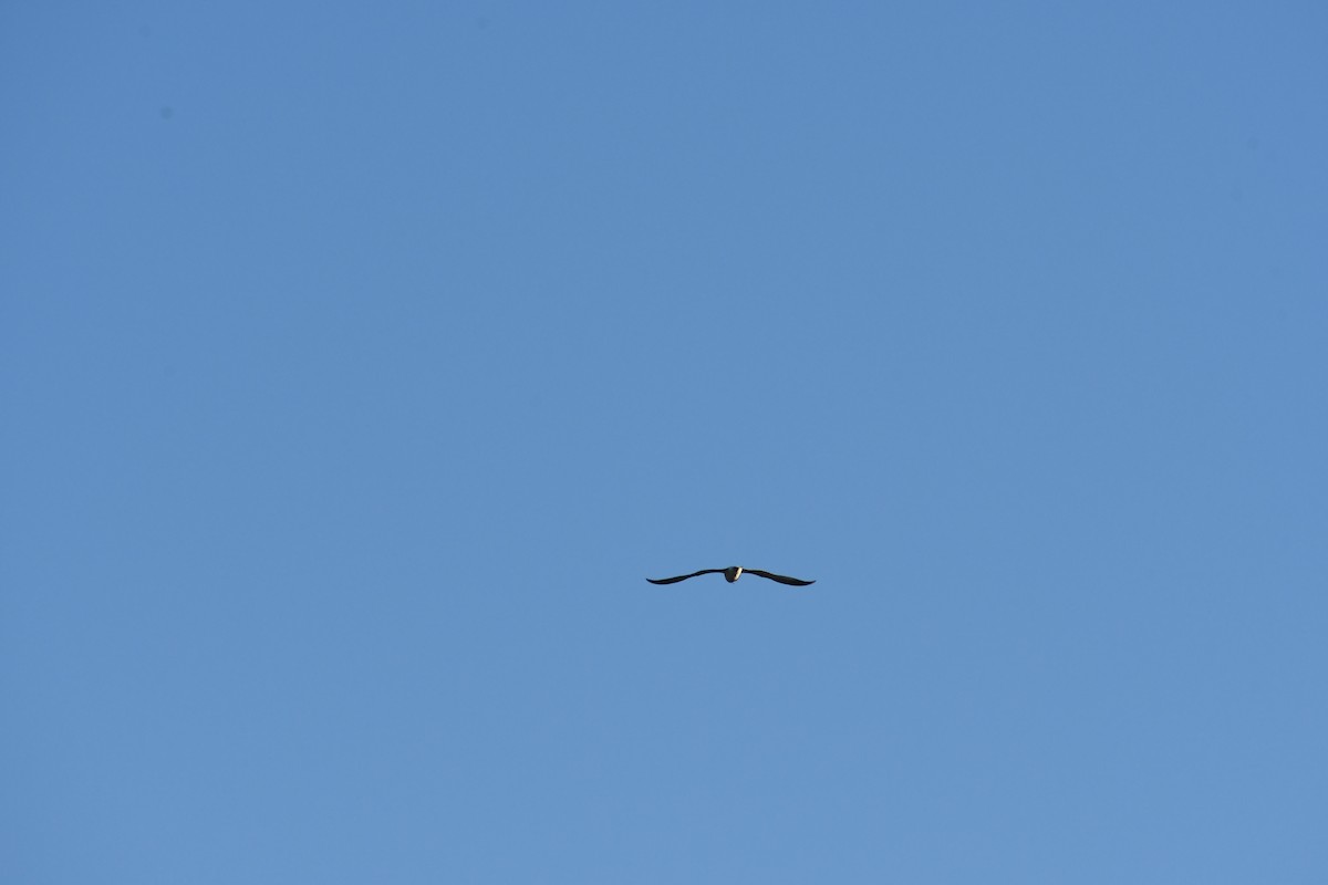 Ring-billed Gull - ML644171609